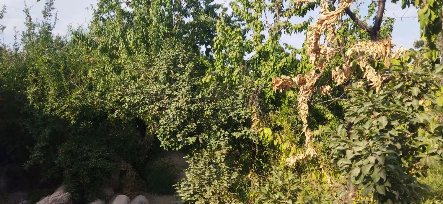 باغ1300متر معاوضه با آپارتمان اصفهان