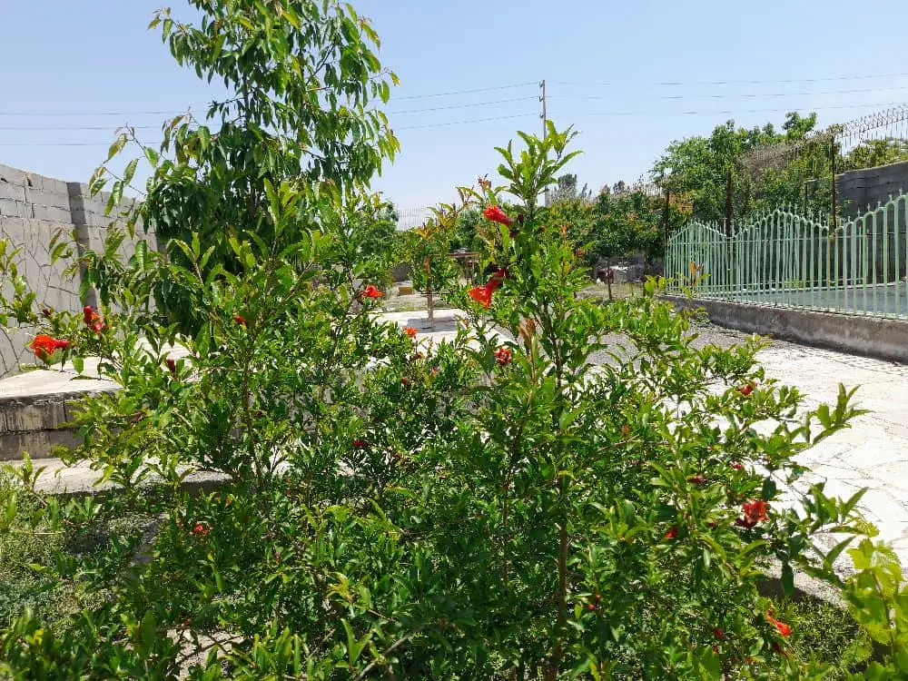 باغ دو ممر رضوان ۲۹