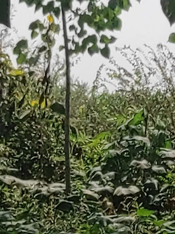 زمین  کشاورزی