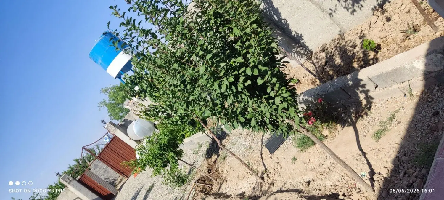 باغچه آماده 250متری