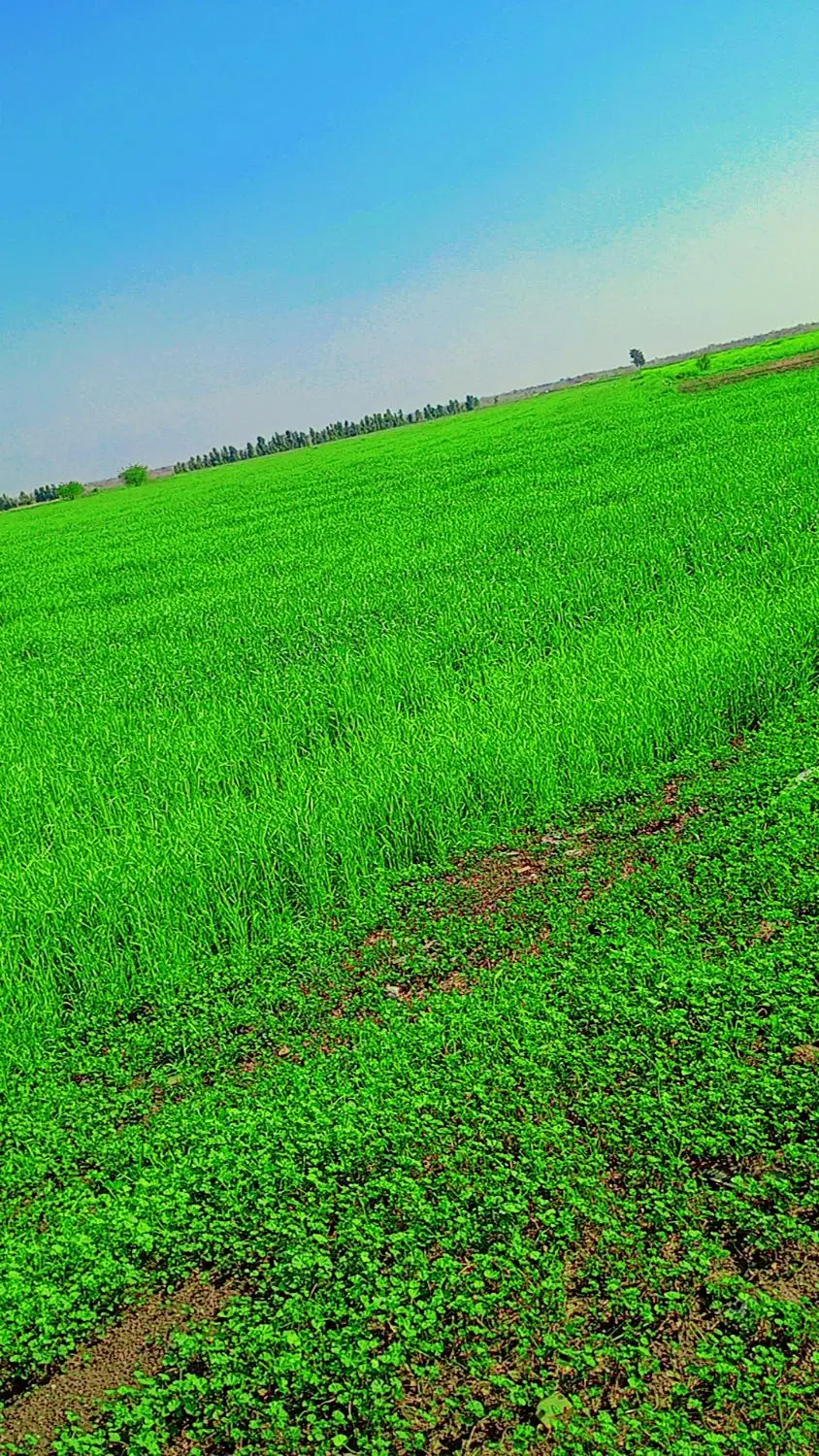فروش 15هکتار زمین کشاورزی
