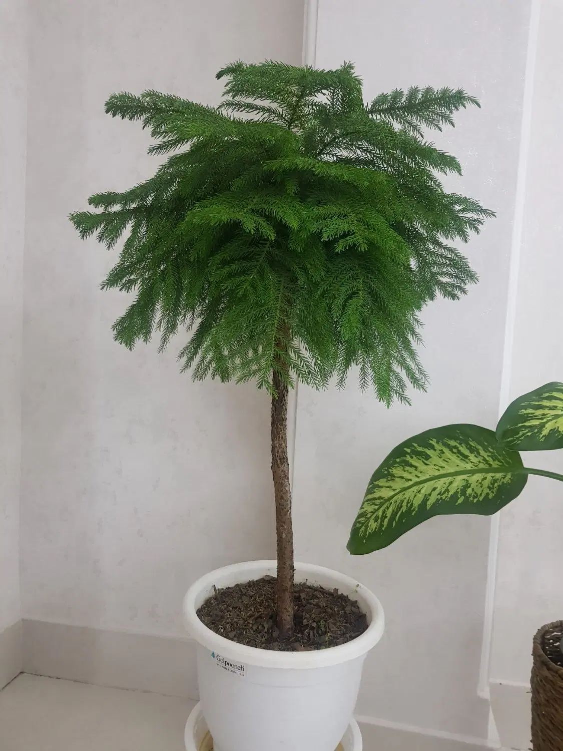 زمین یا زمین باغی