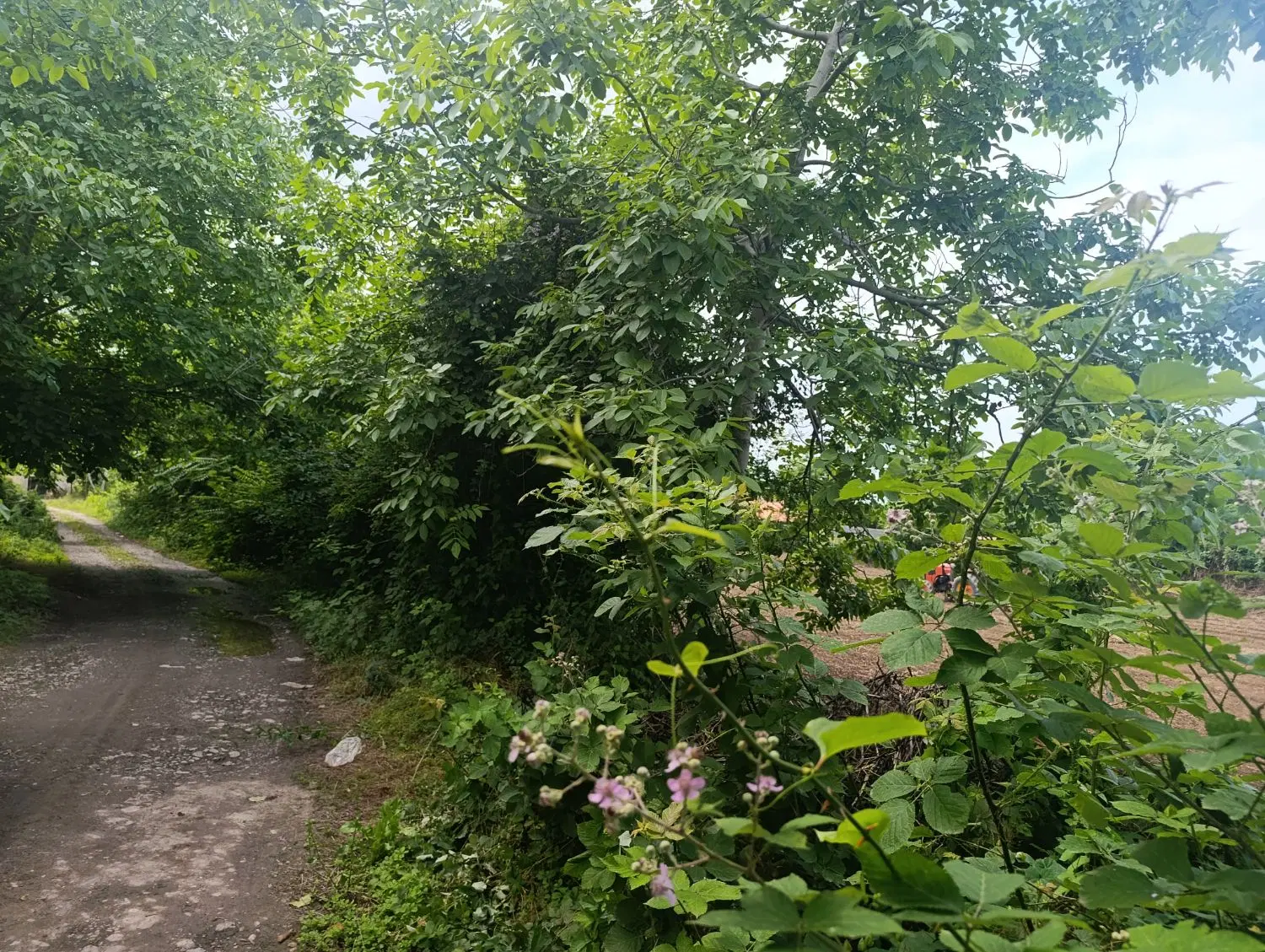 زمین  باغی داخل بافت روستا