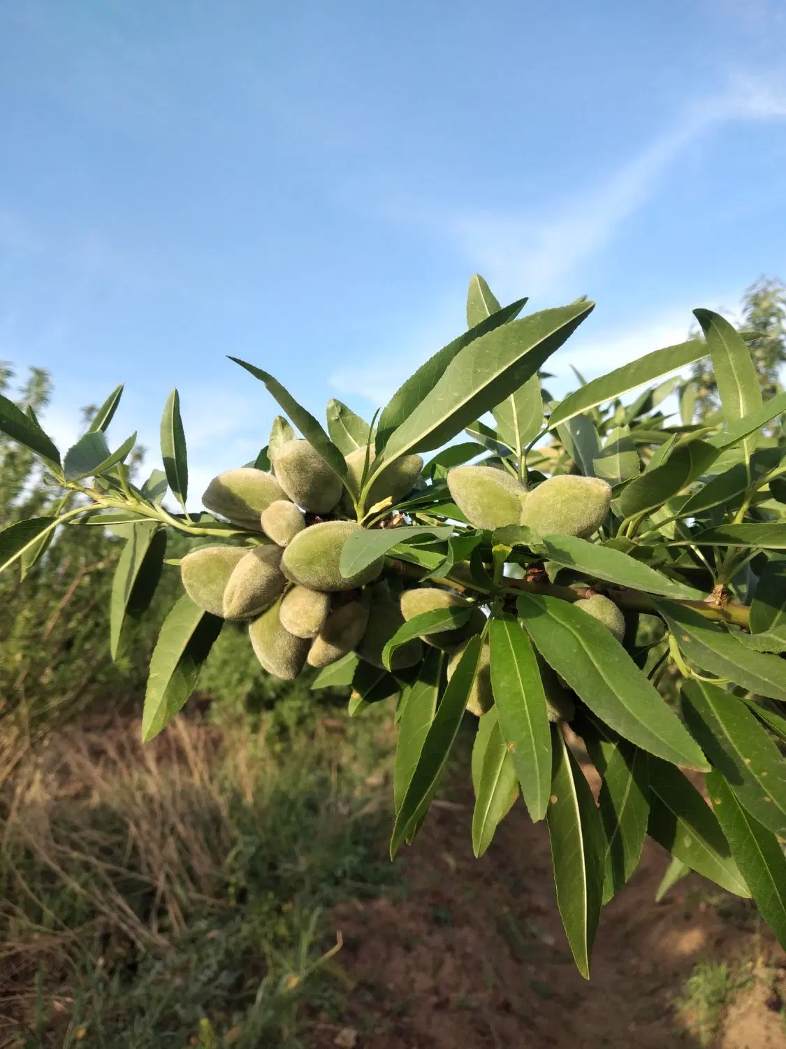 زمین کشاورزی الوند