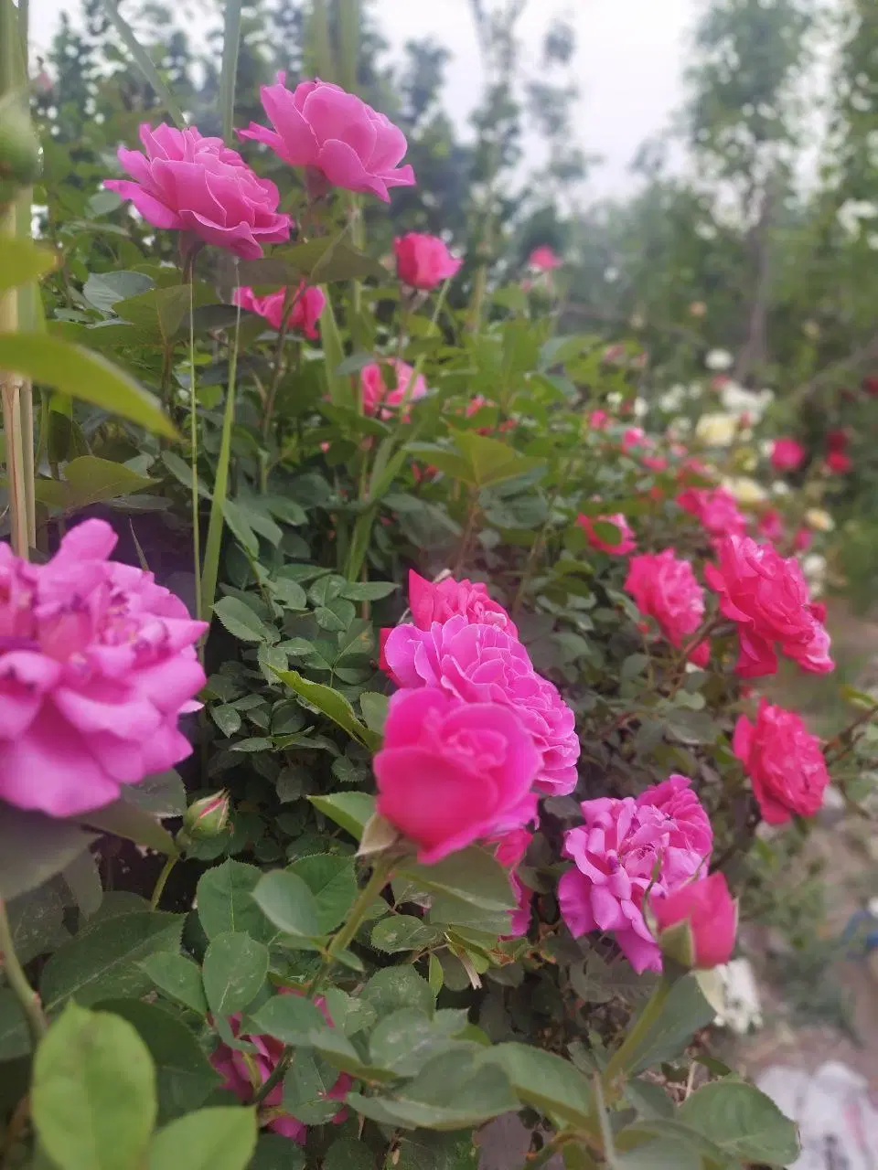 باغچه سنددار