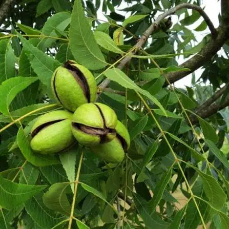 باغ گنج نامه  (معاوضه با اپارتمان مغازه و..)