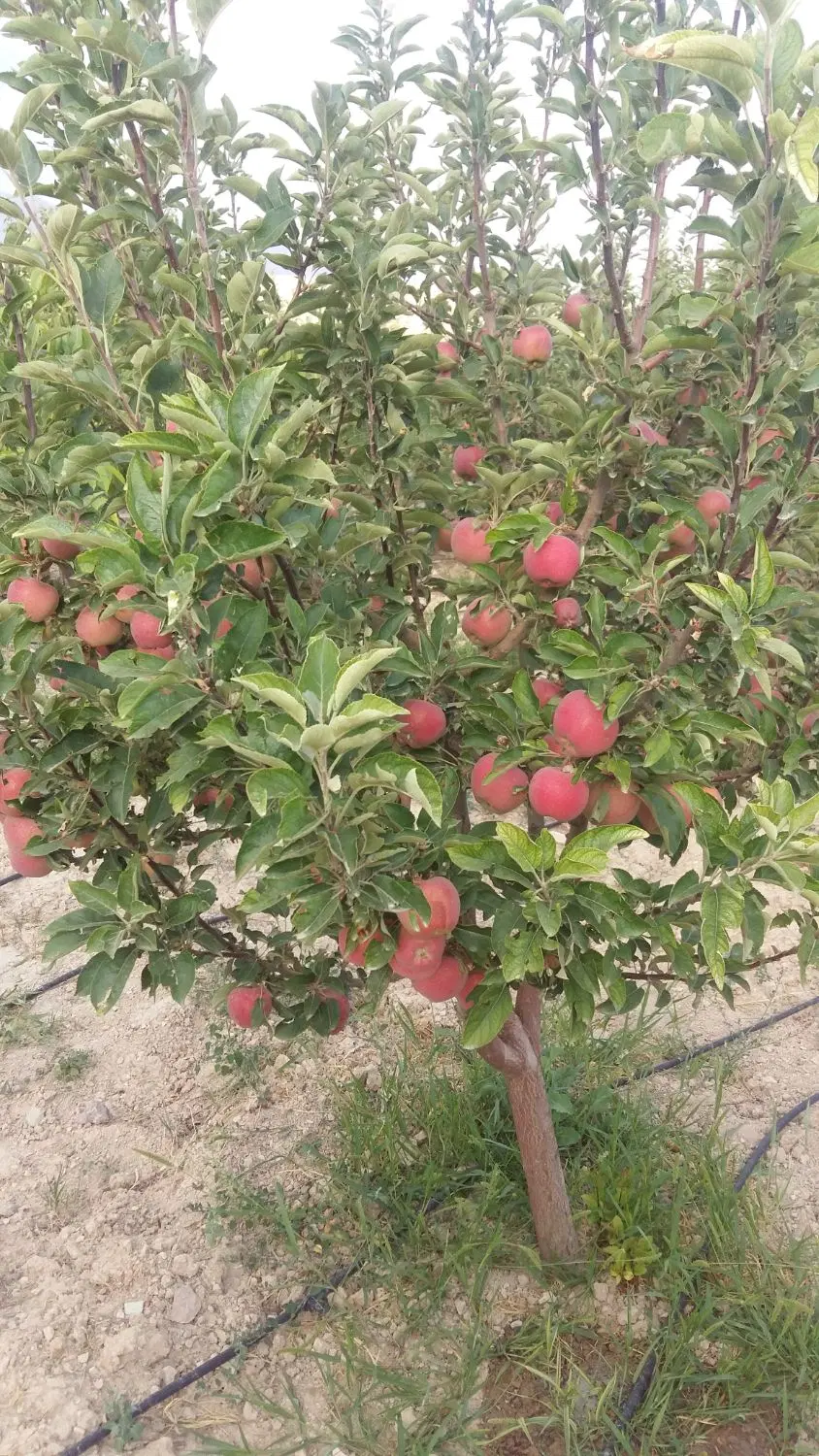 باغ ابسرداتابک