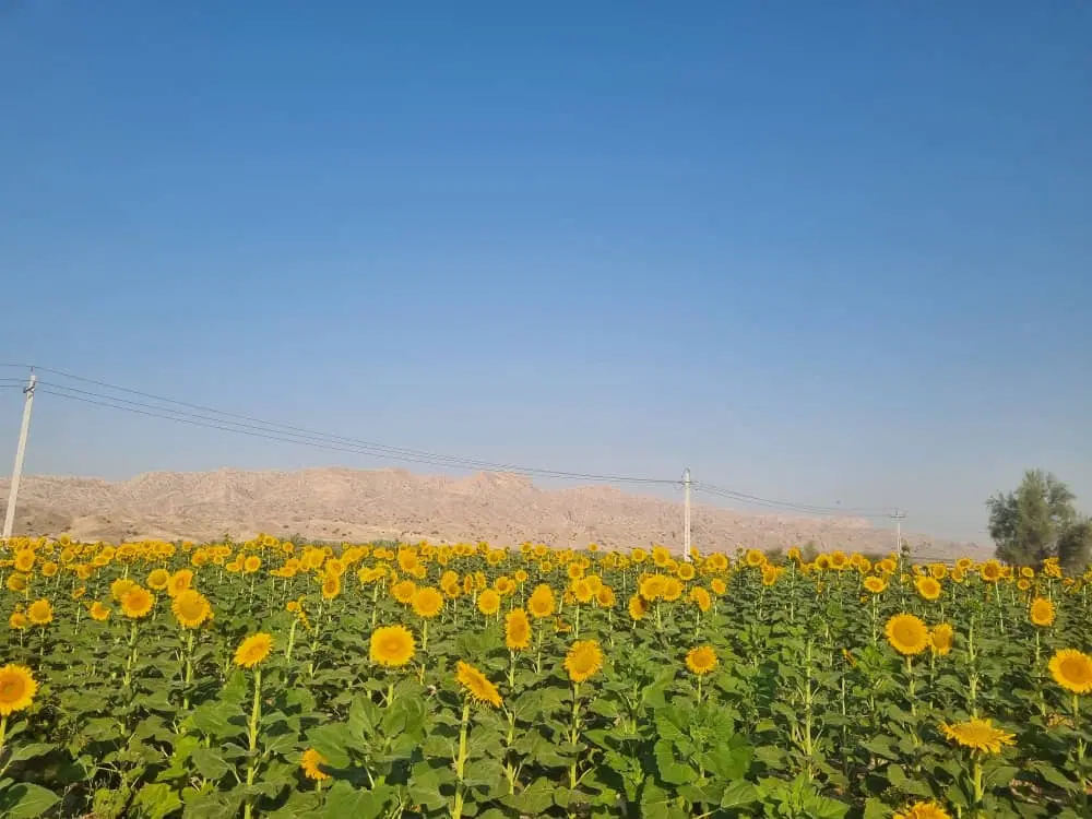 فروش  باغ ویلا  شهر صدرا