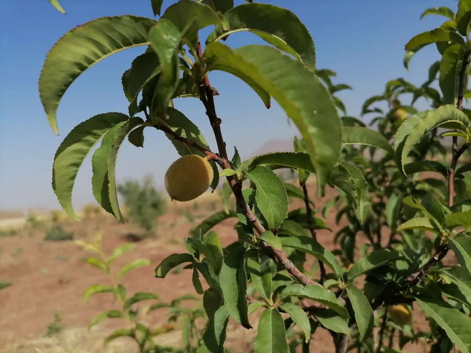 باغ سنگسر رزجرد