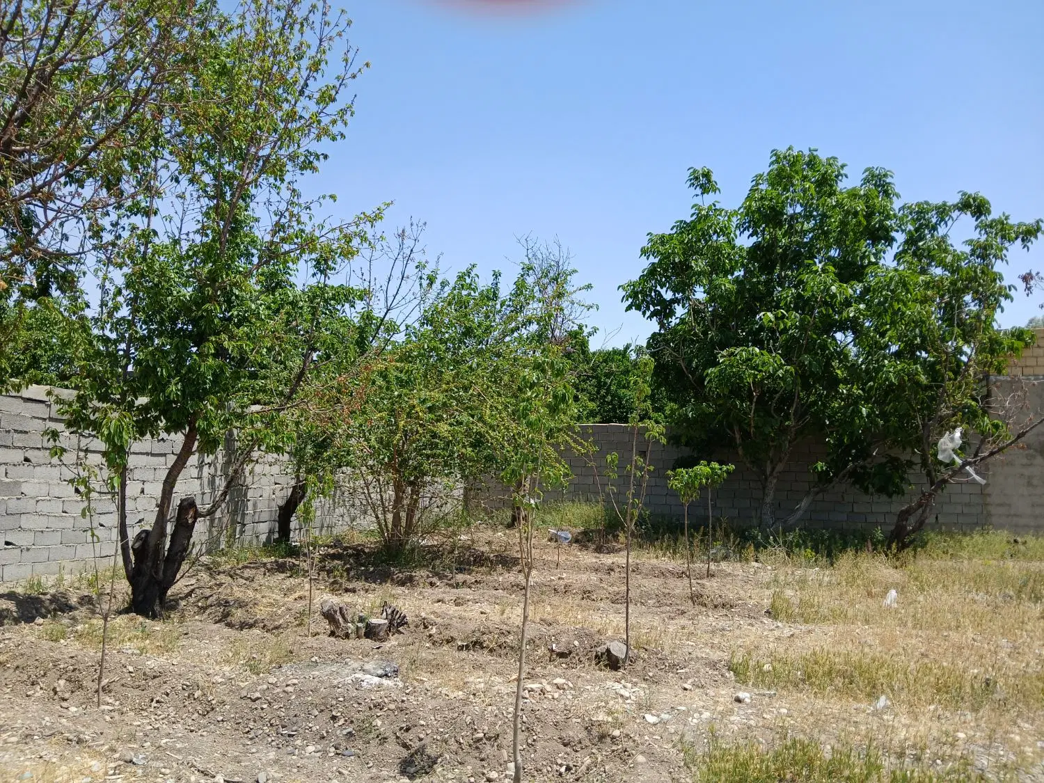 باغچه ۲۵۰ متری خوشنام