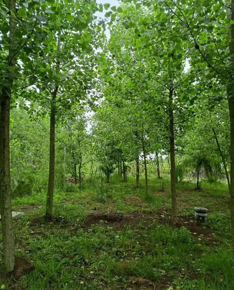 خانه ای در میان طبیعت