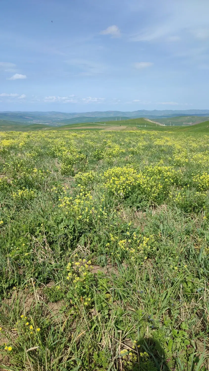 زمین خیابان امیر کبیر