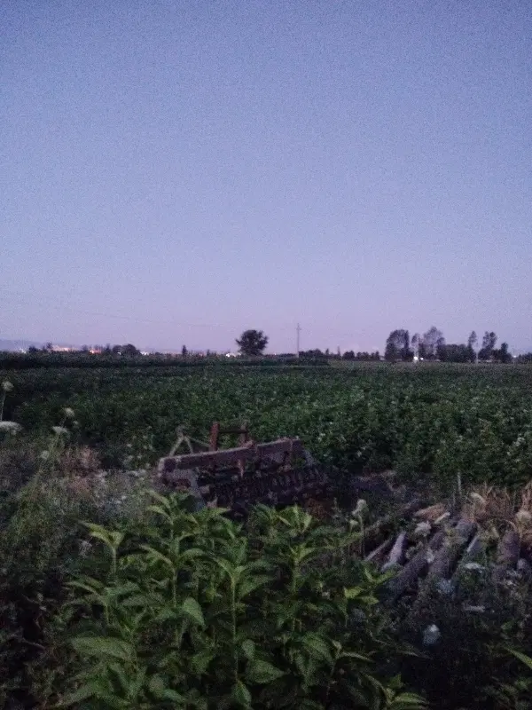 زمین زراعی