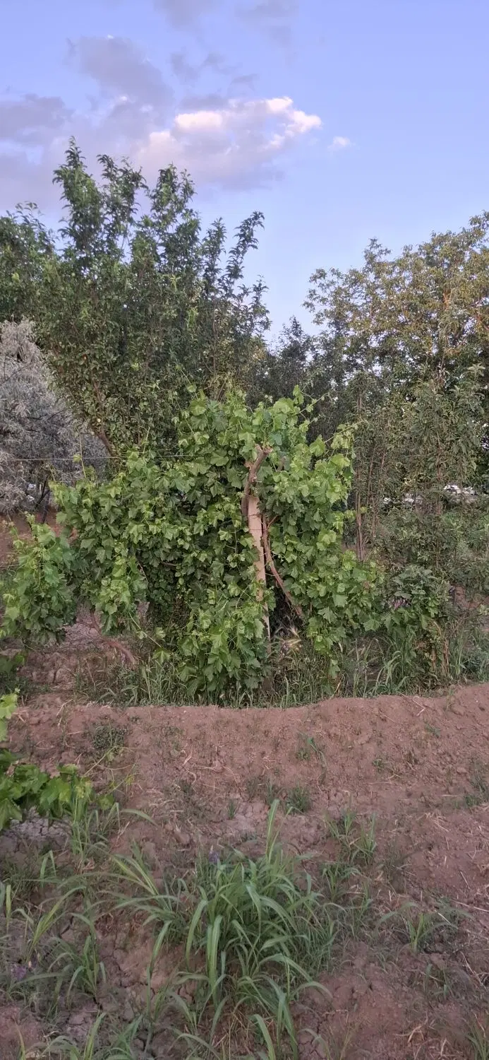 باغ در روستای شیراز عجبشیر