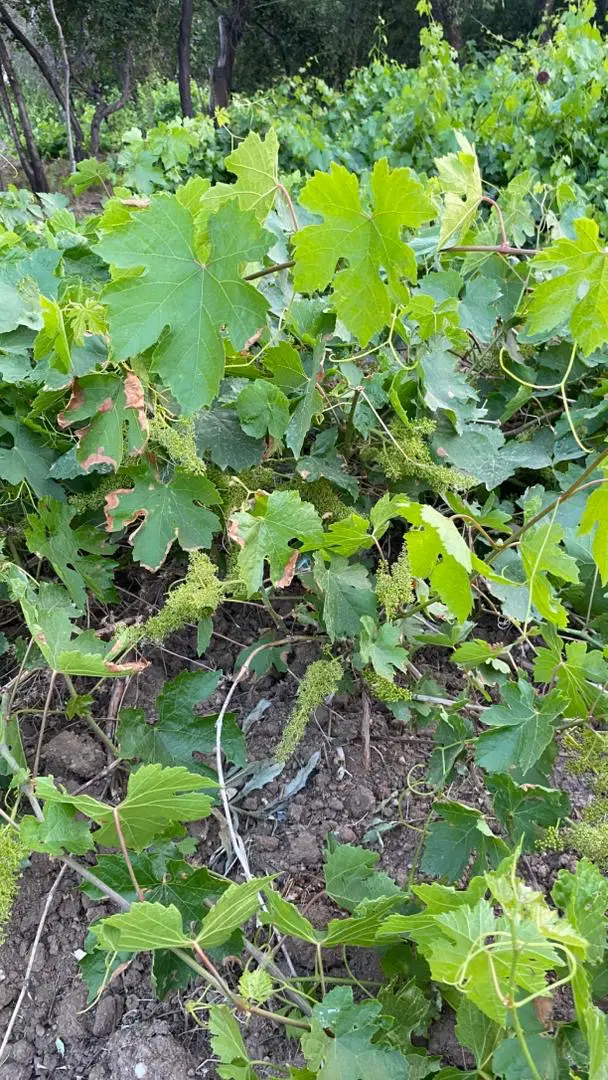 باغ انگوری خوش مکان خوش قواره