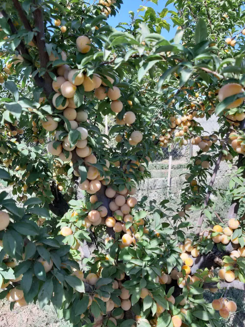 باغچه ۱۰۰۰ متری