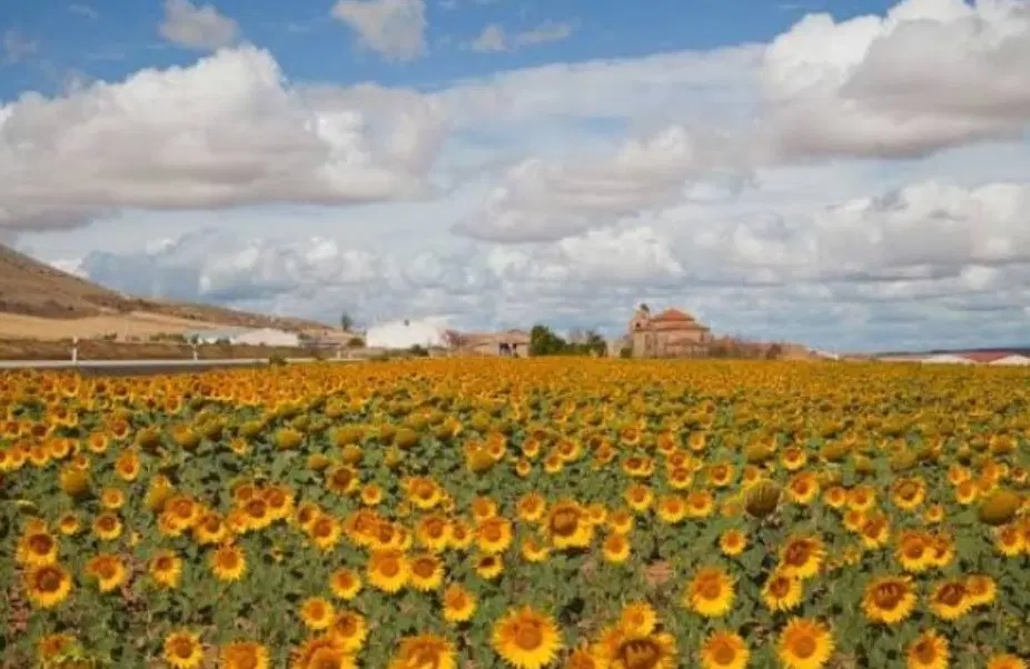 زمین کشاورزی عریان نزدیک روستا