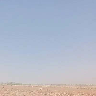 اجاره ۶هکتار  زمین کشاورزی