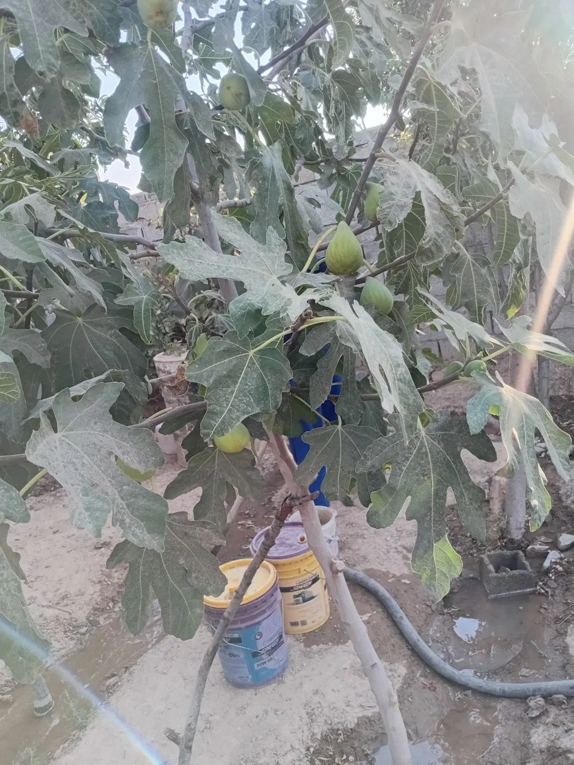 باغچه ۳۱۰ متری