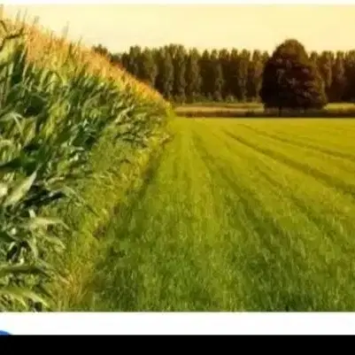 زمین کشاورزی