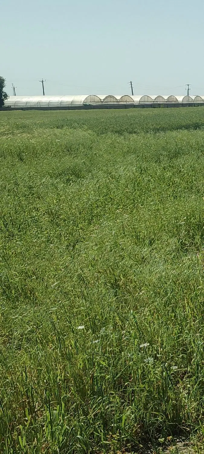فروش 350مترزمین سرچشمه دو