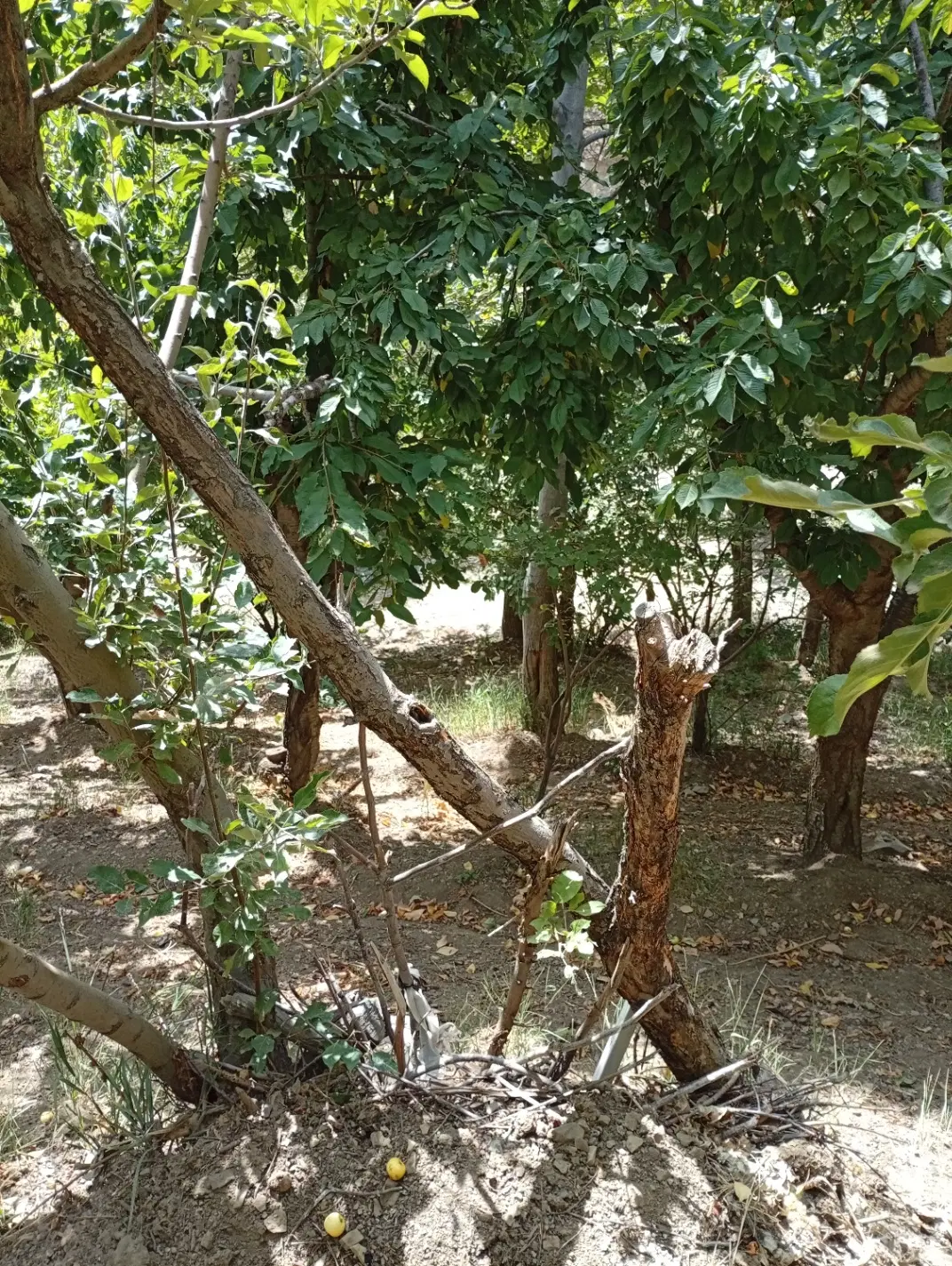 باغ ۳۰۰متری درلواسان بزرگ