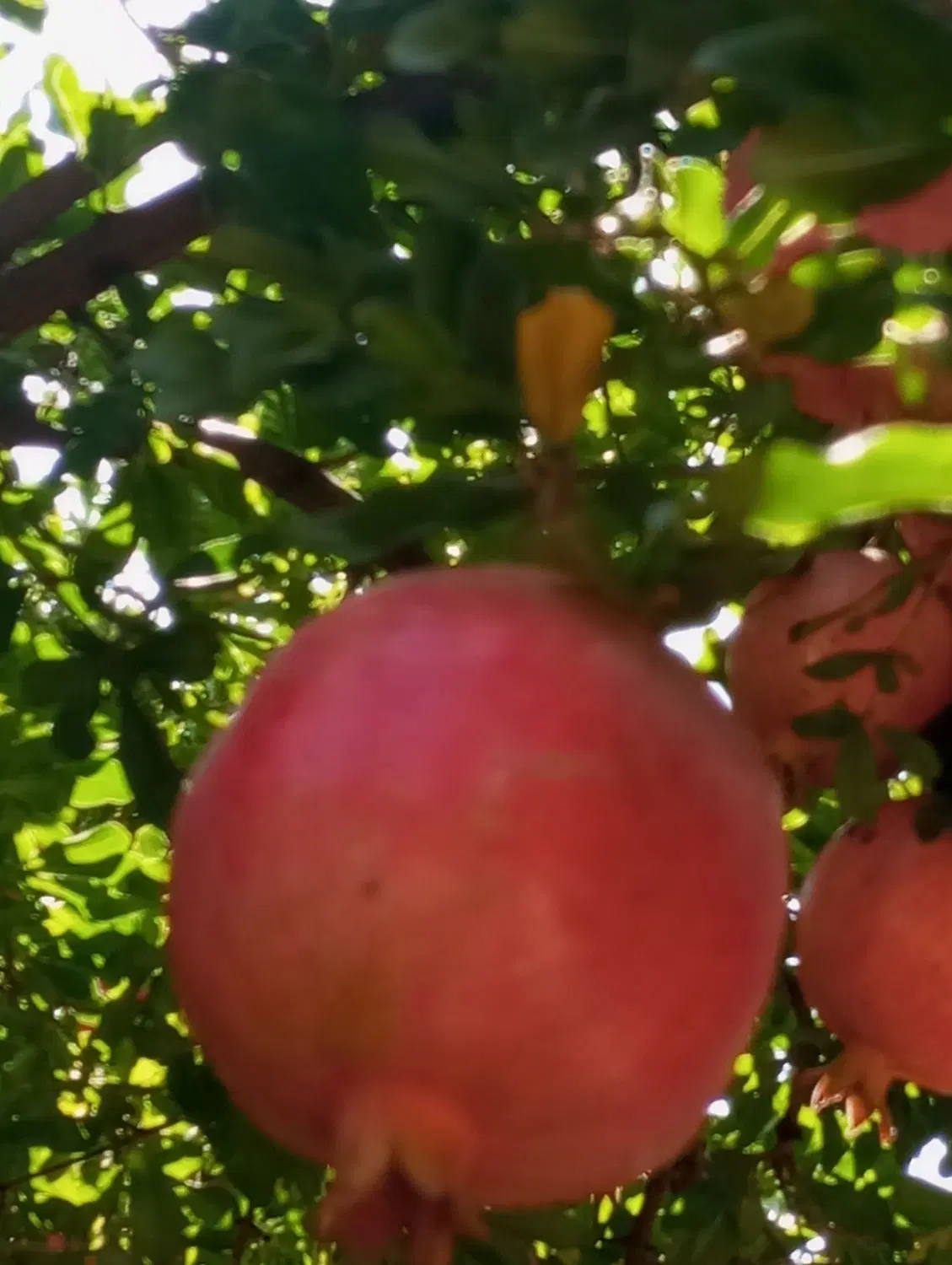 زمین باغ شهری و مسکونی زیر قیمت بازار در کلستان