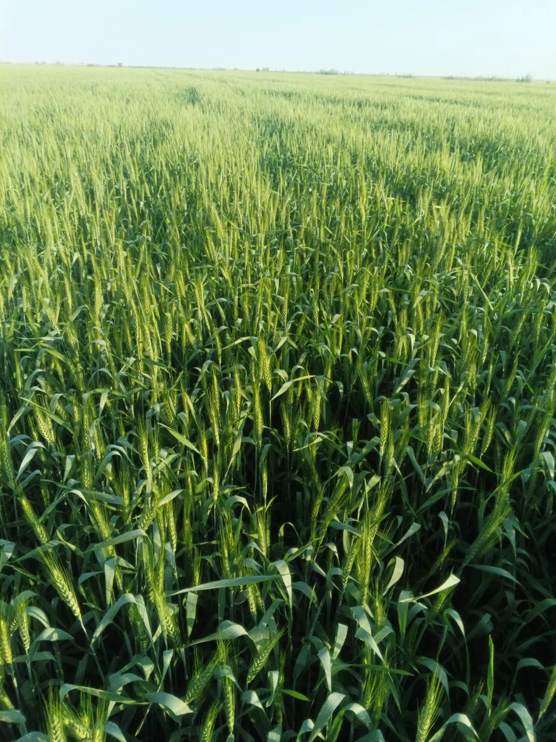 فروش زمین کشاورزی صنعتی روستای درب خزینه