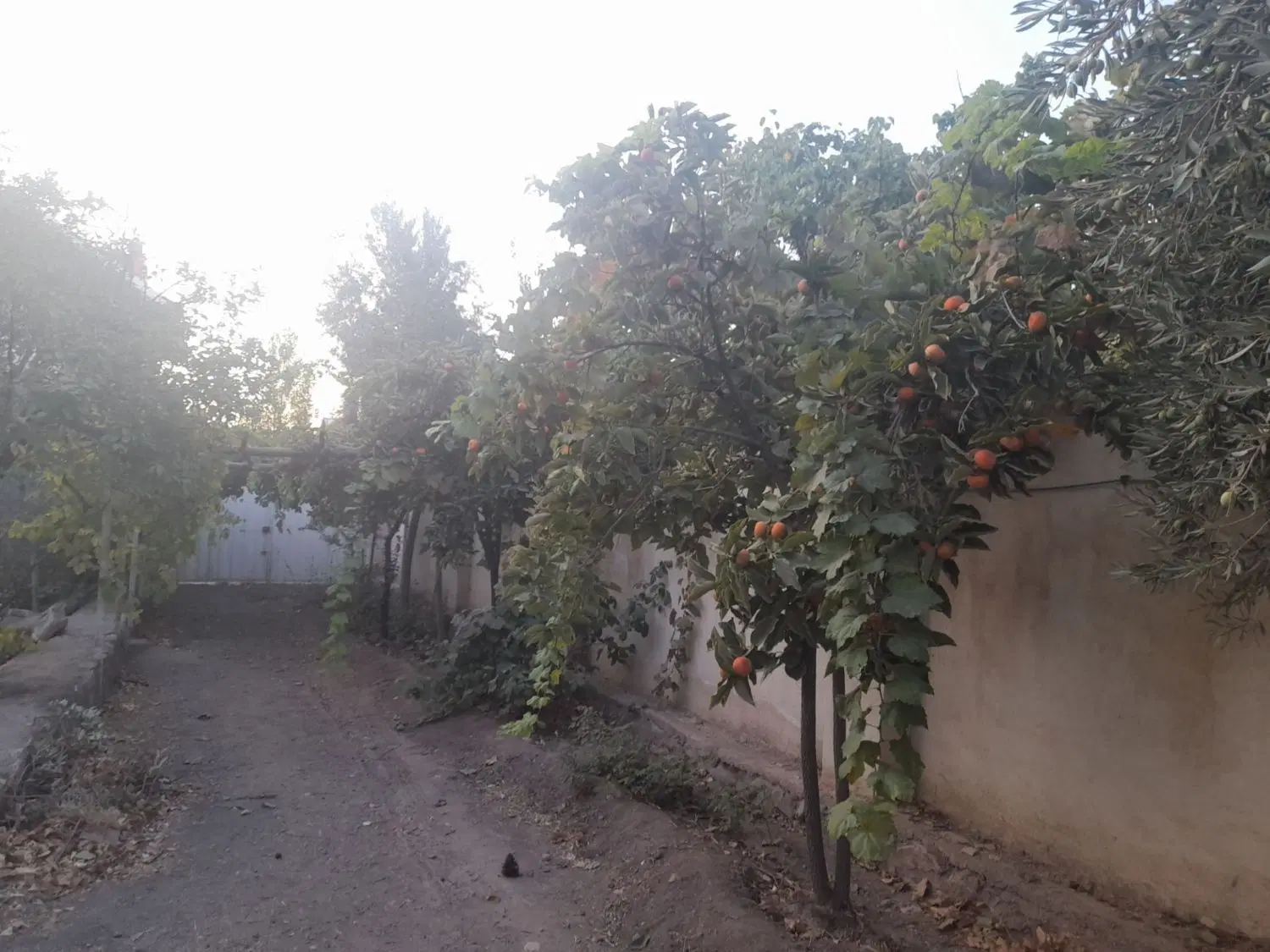 باغ ویلا کوهپایه