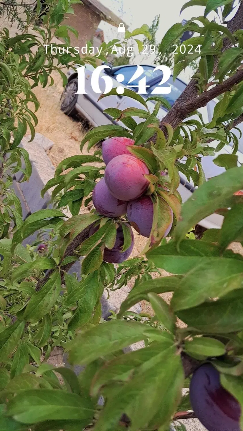 زمین باغ شهری ۱۰۰۰ متری در آب پرده