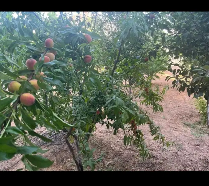 زمین باغ شهری خالد اباد معاوضه با نشاط