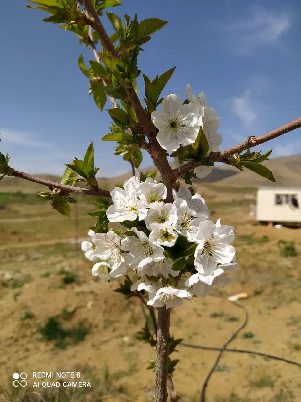 فروش باغ و مزرعه تفریحی در مزرعه آباد بخش مرکزی