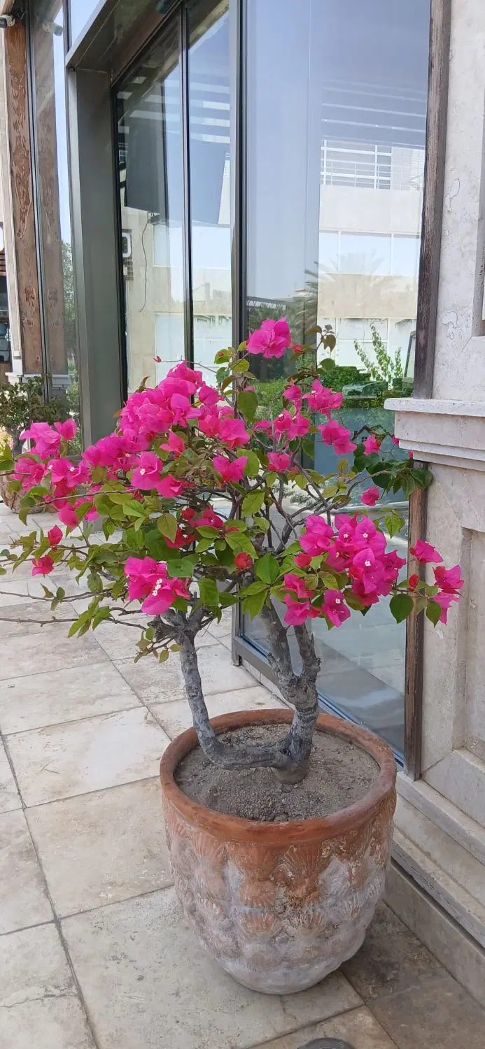 فاز جی ۶۸ متر