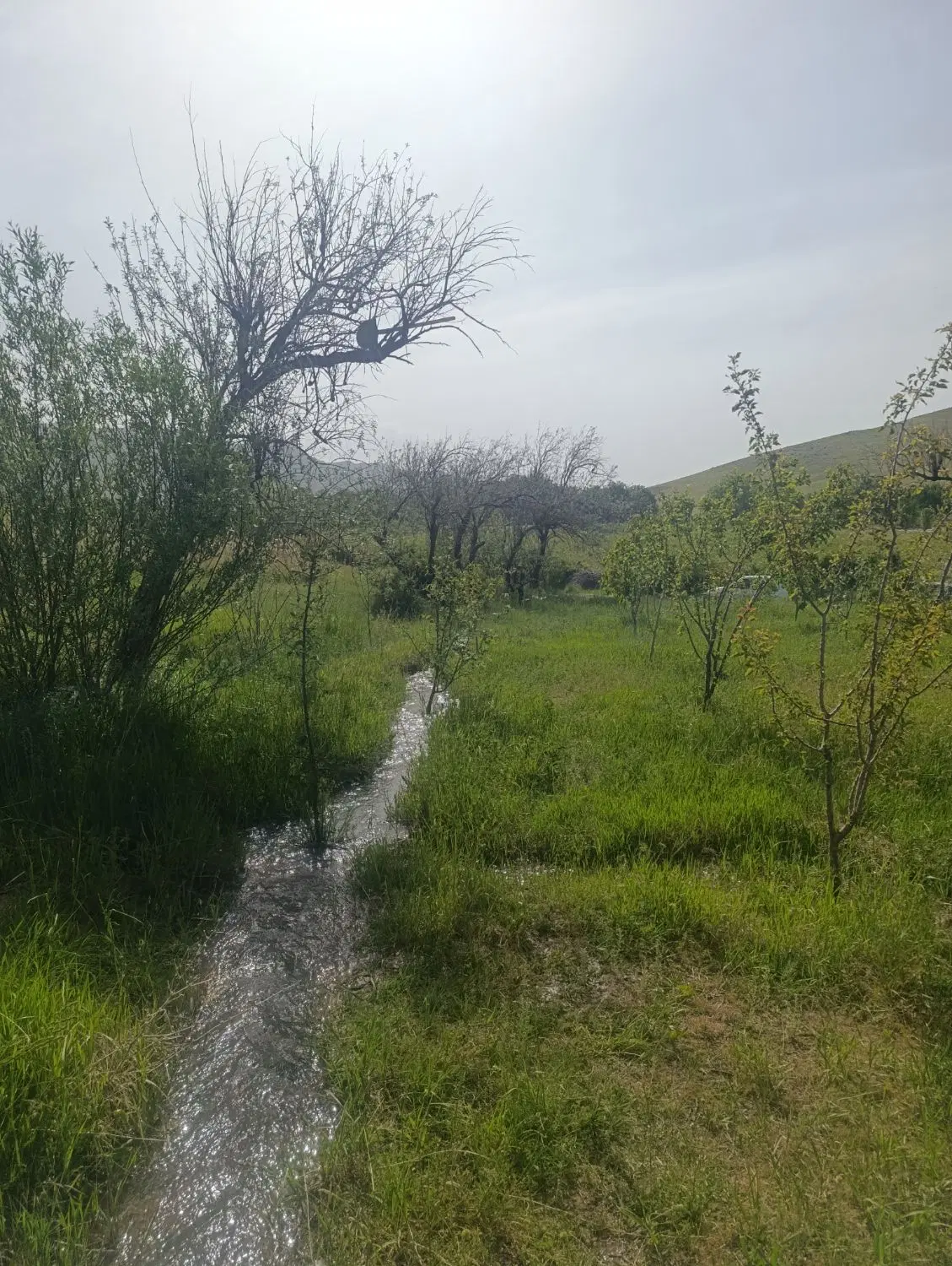 باغچه