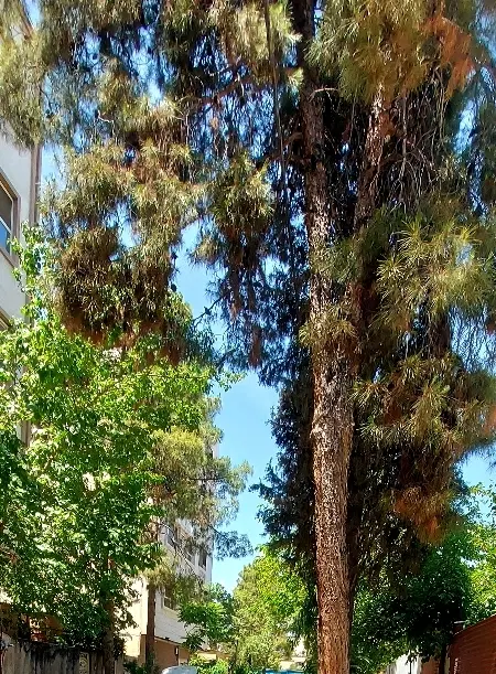 باغ شهری  زراعی باغی