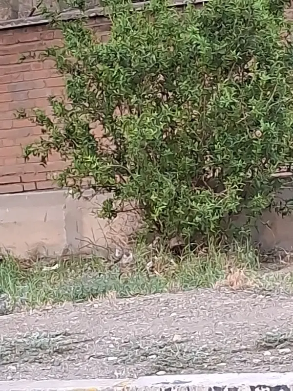 زمین ویلا