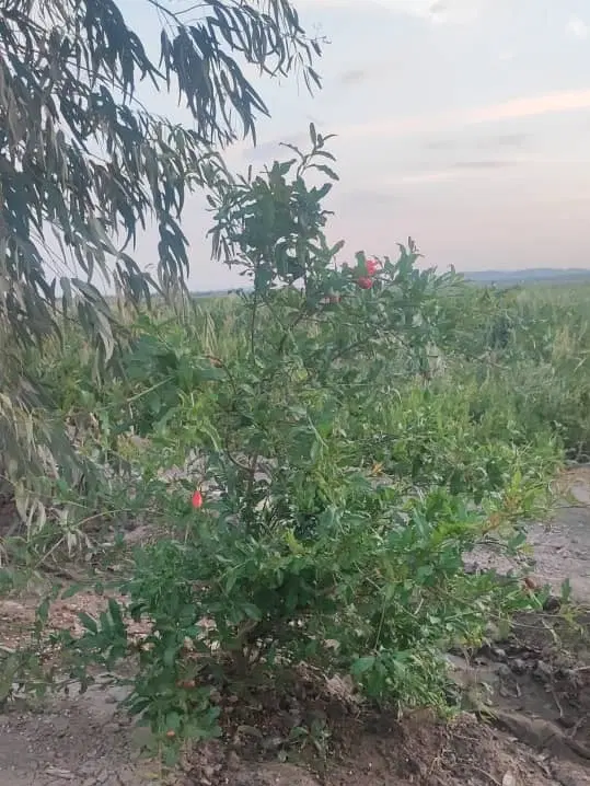 6هکتار زمین‌کشاورزی‌جهت‌اجاره‌ ابراهیم‌آبادشوره‌ای