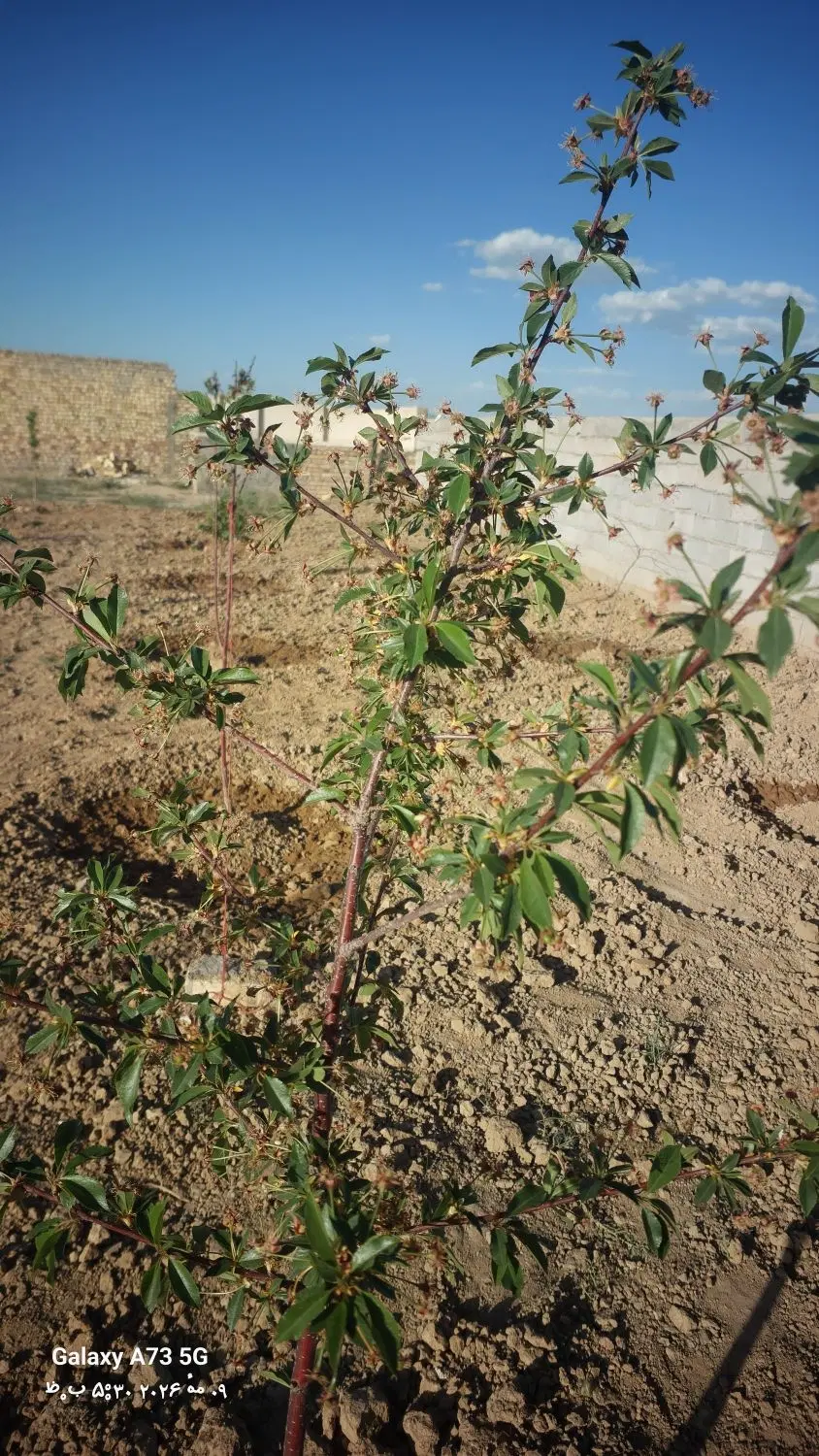 باغ چهار دیواری سوسن آباد