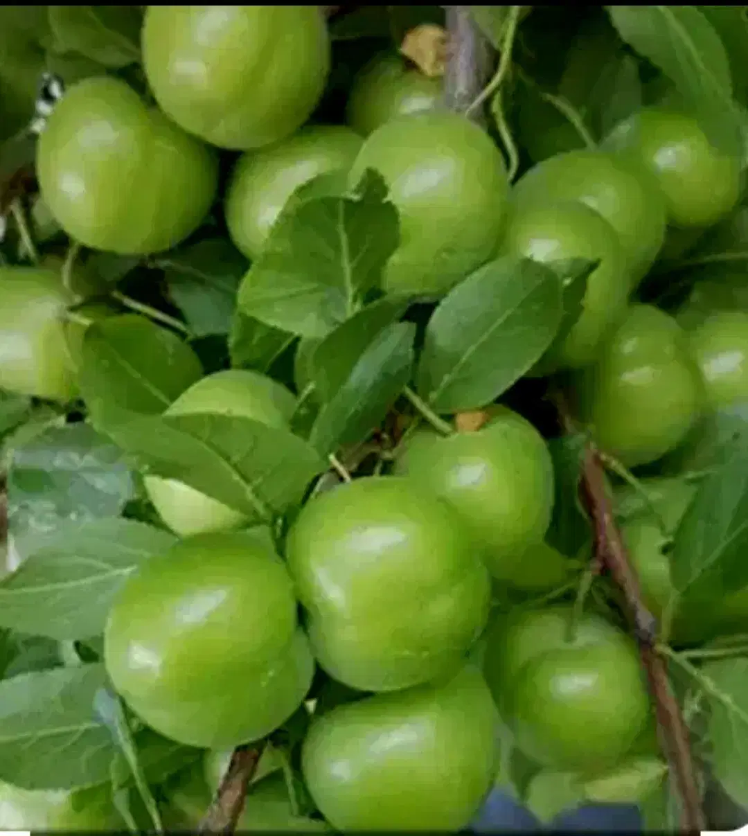 باغ ۳۰۰ متری _ ابراهیم اباد _ شهریار