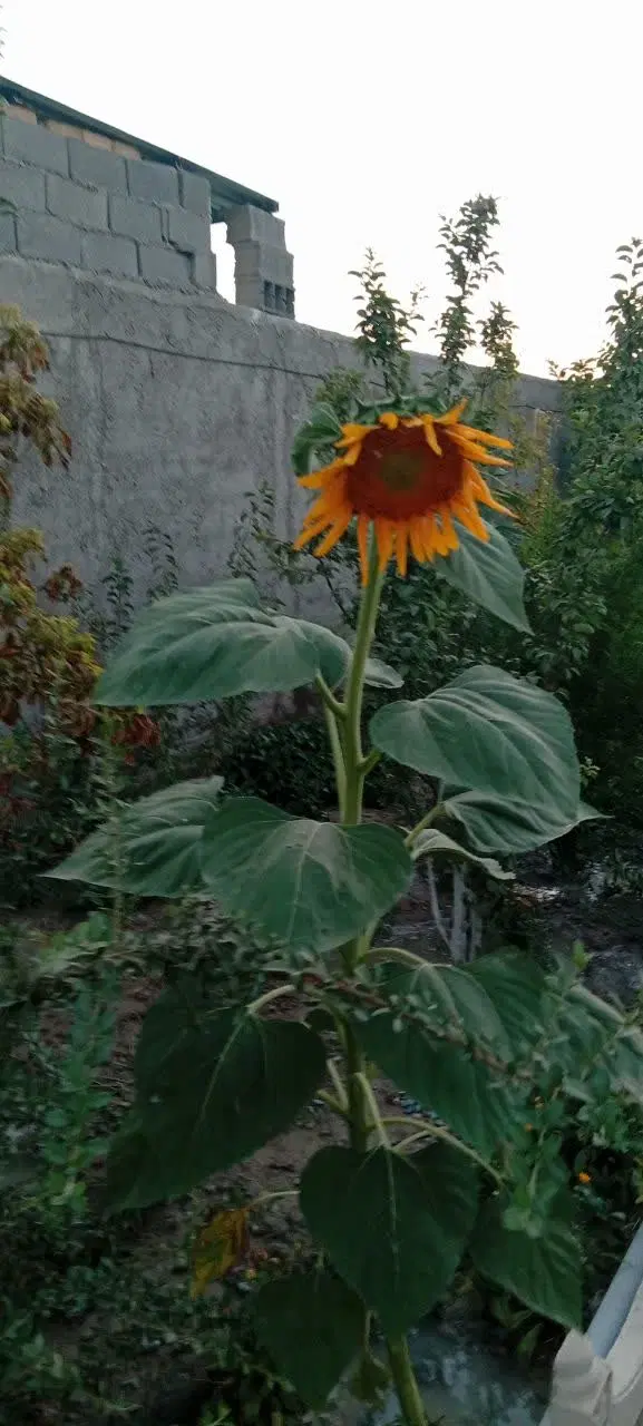 خانه باغ
