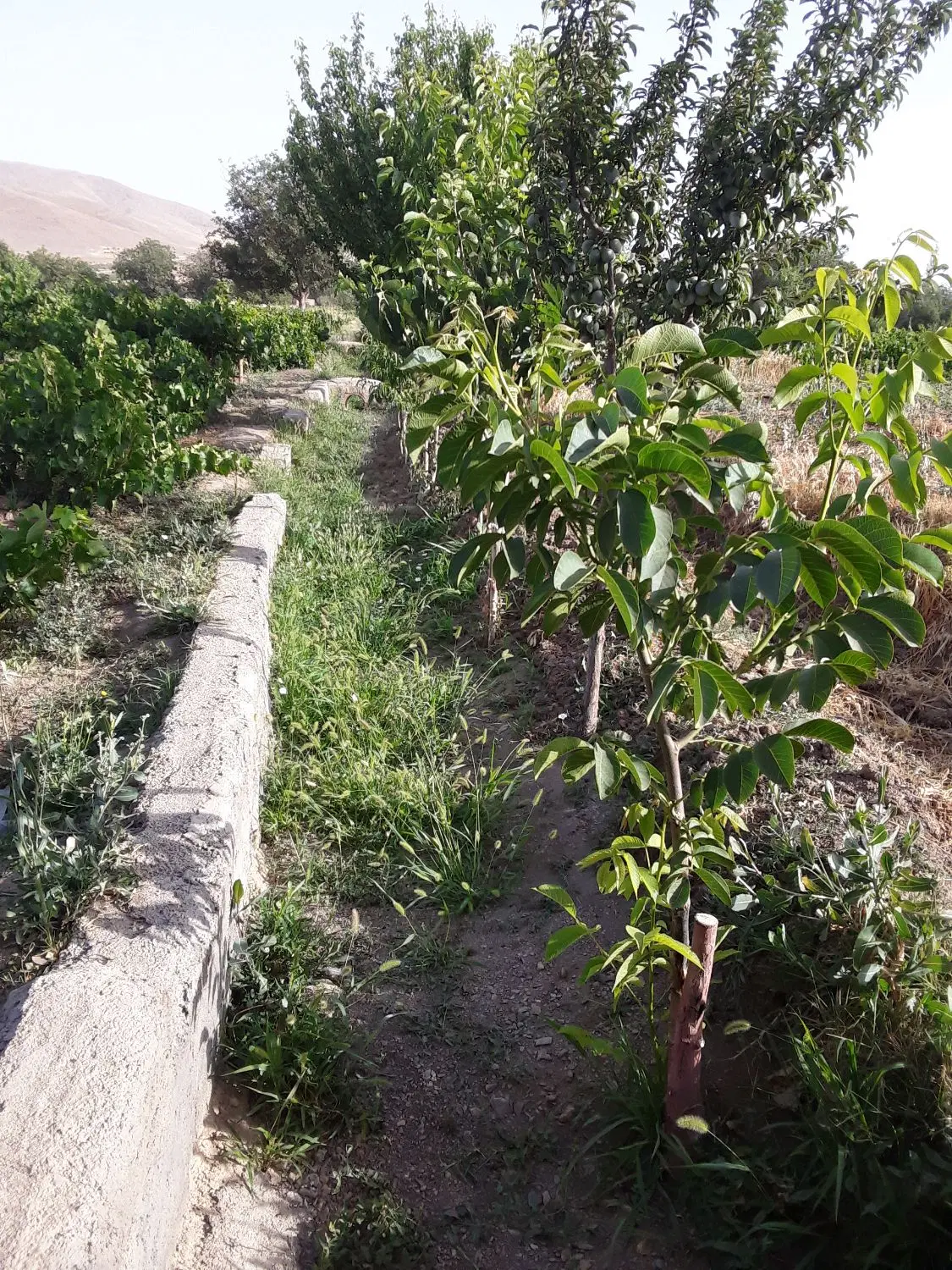 باغ انگور