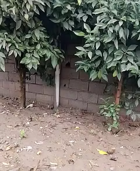 فروش زمین باغی ۵۰۰متری