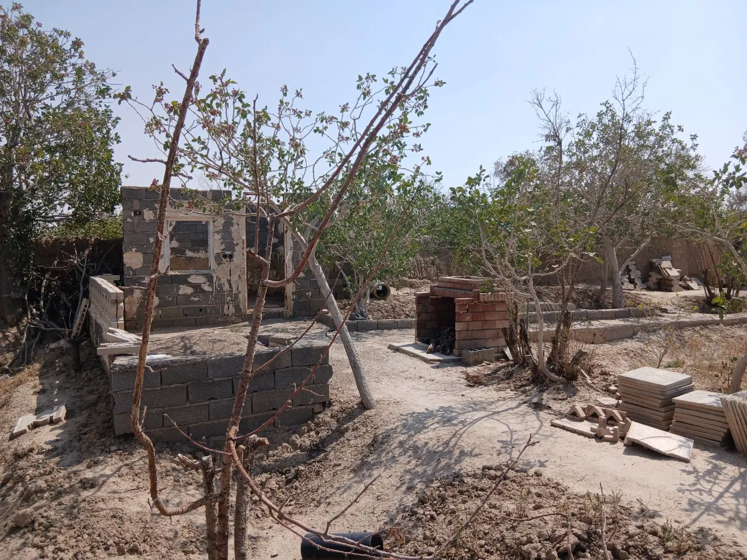 باغ پسته روستای شمس آباد