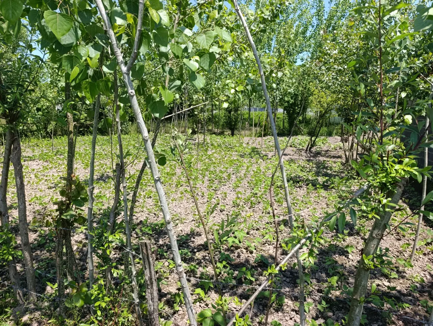 زمین مسکونی