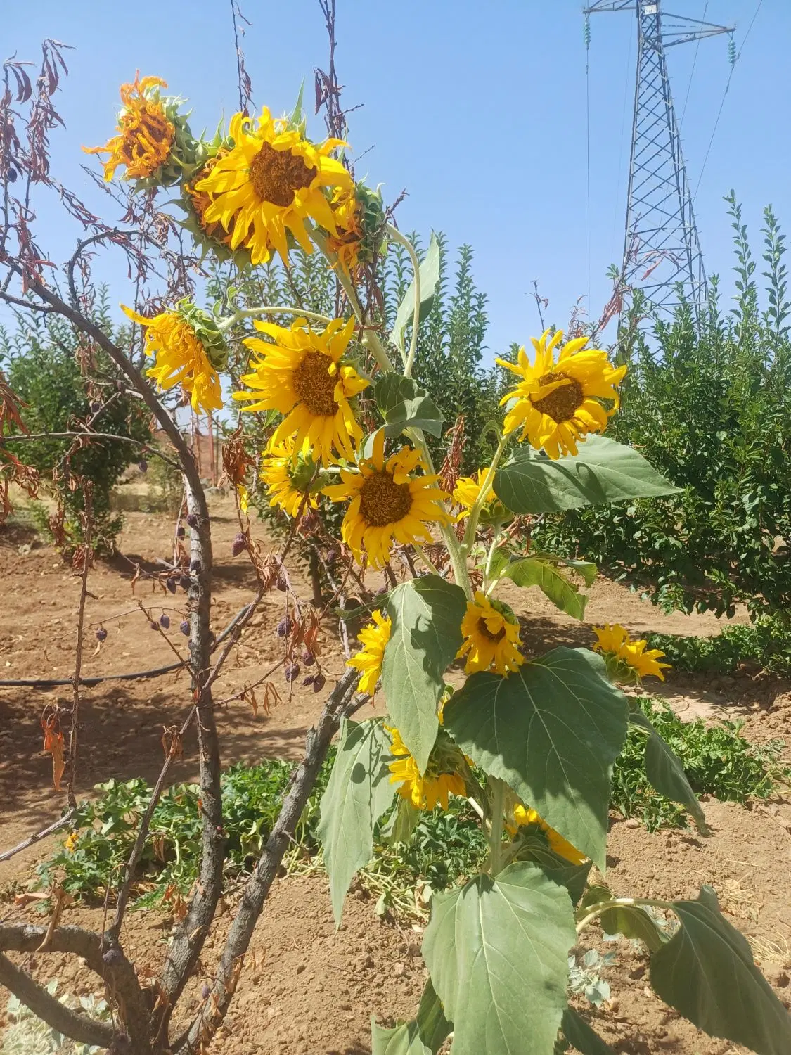 زمین مسکونی حسن اباد