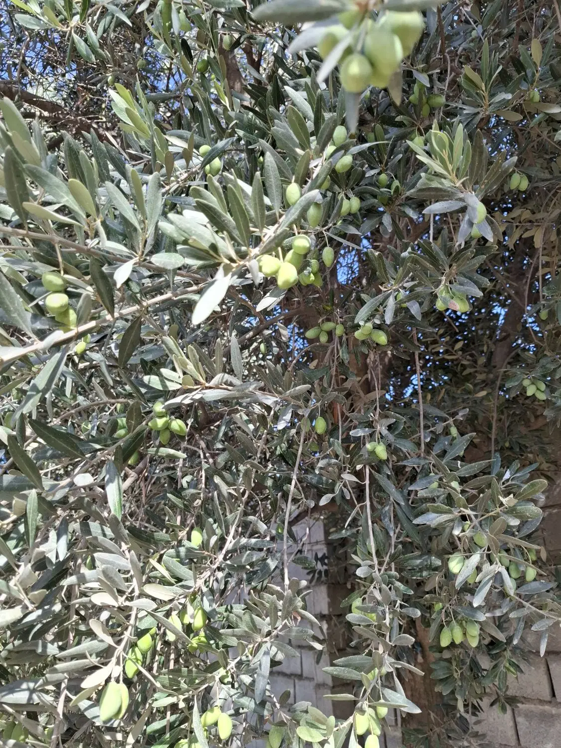 زمین زراعی ۵ هکتار دشت حلقه