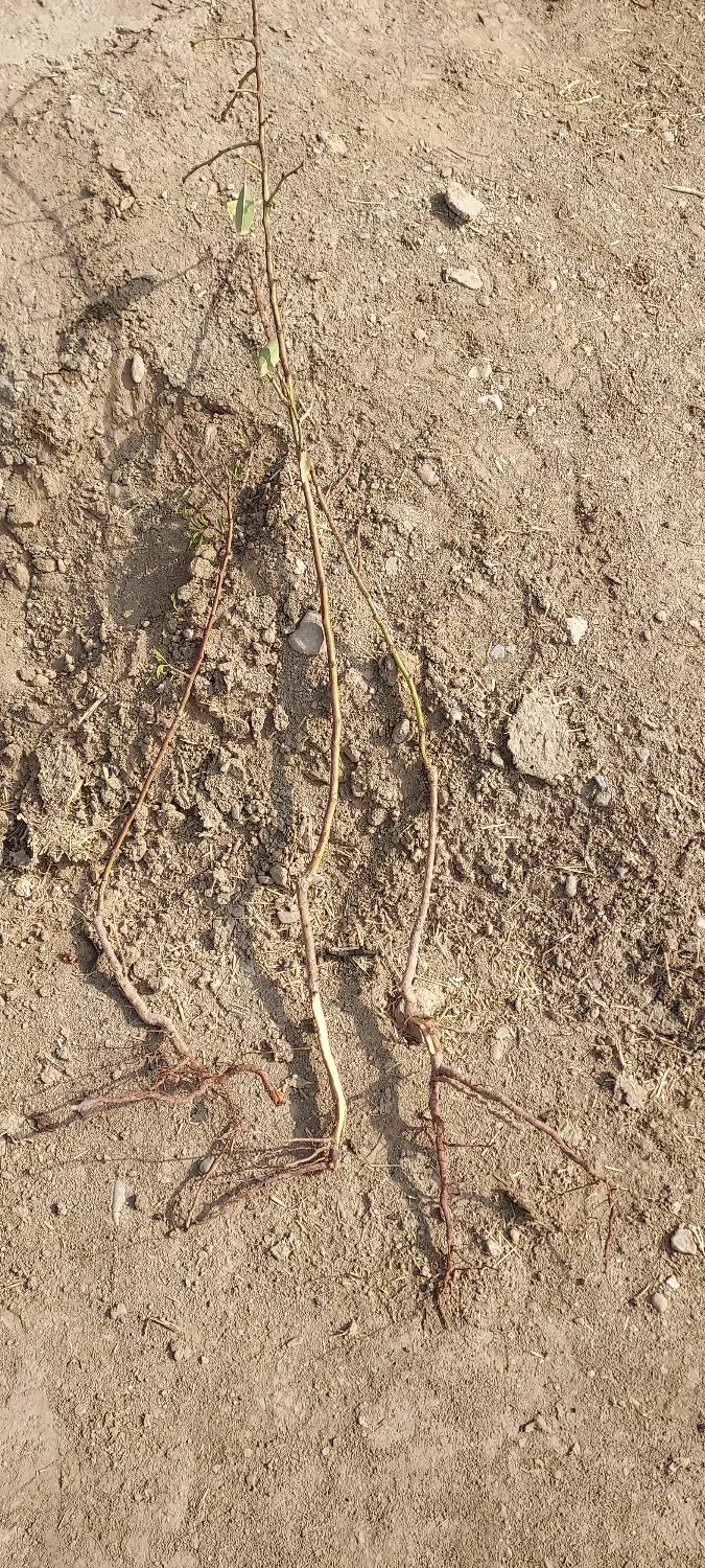 زمین کشاورزی ومرغداری