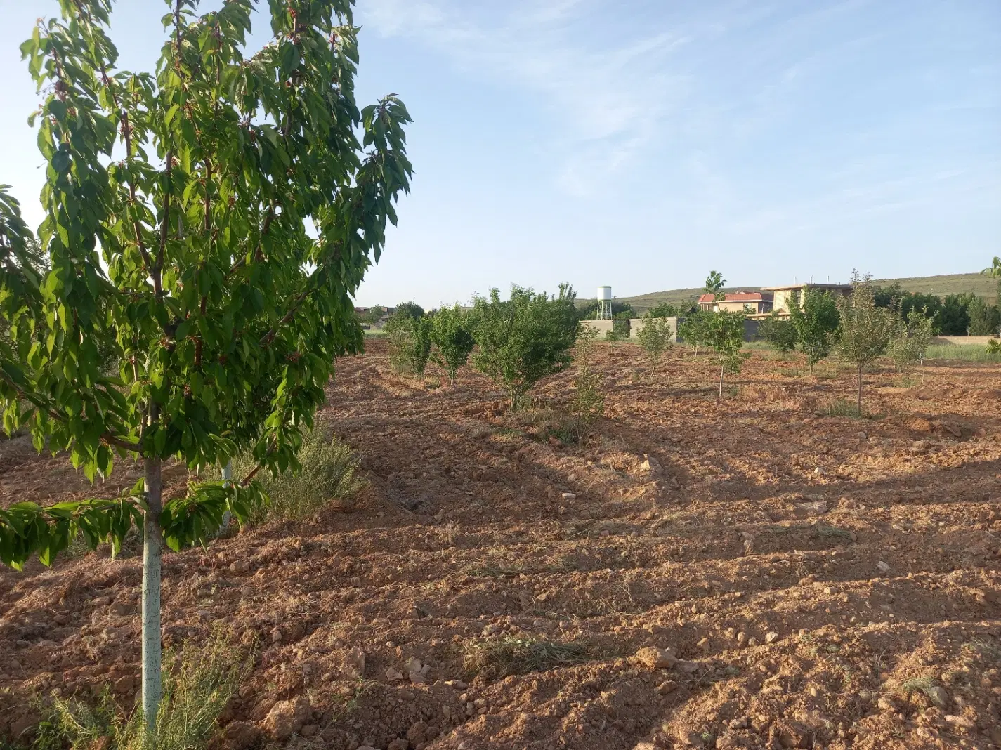 باغچه خانه زنیان