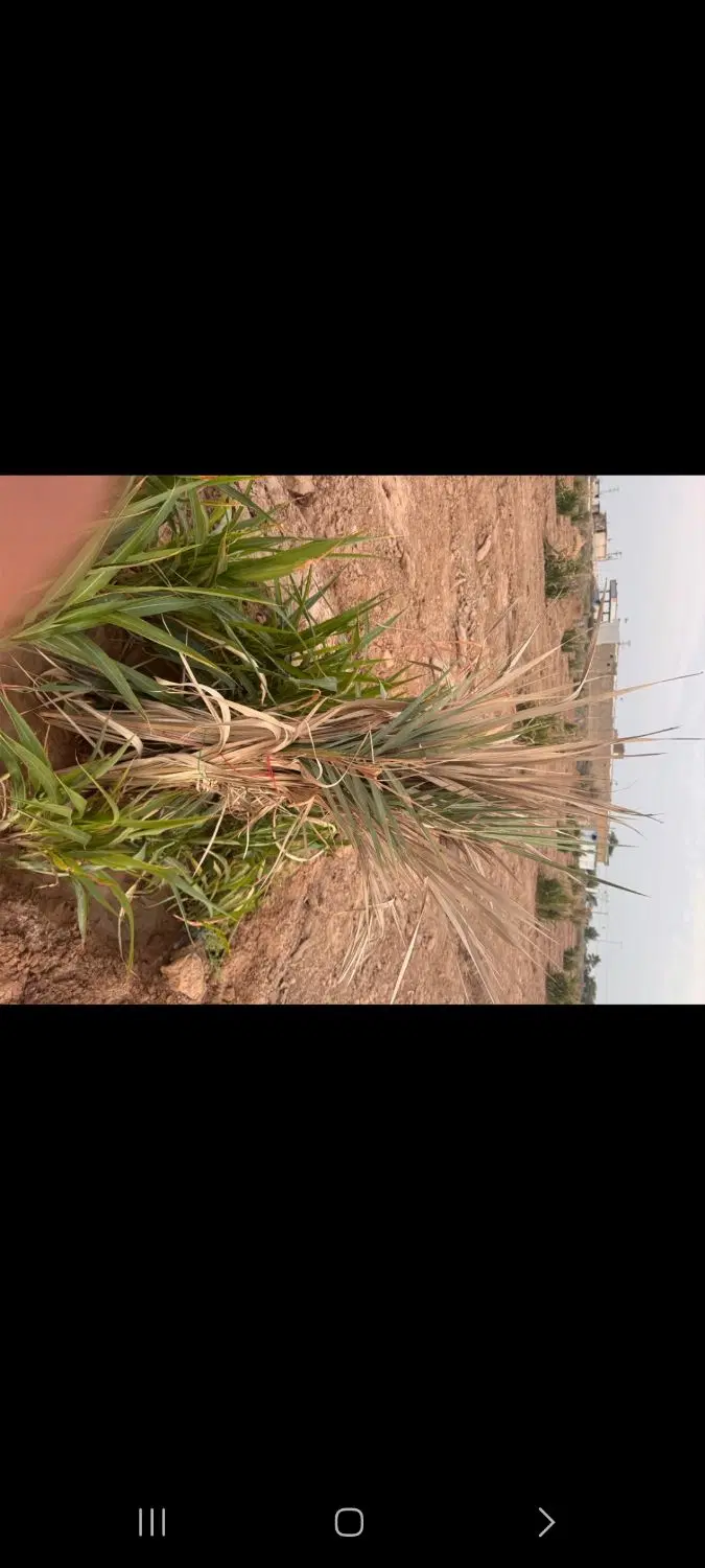 فروش نخلستان به متراژ۲۵۰۰متر