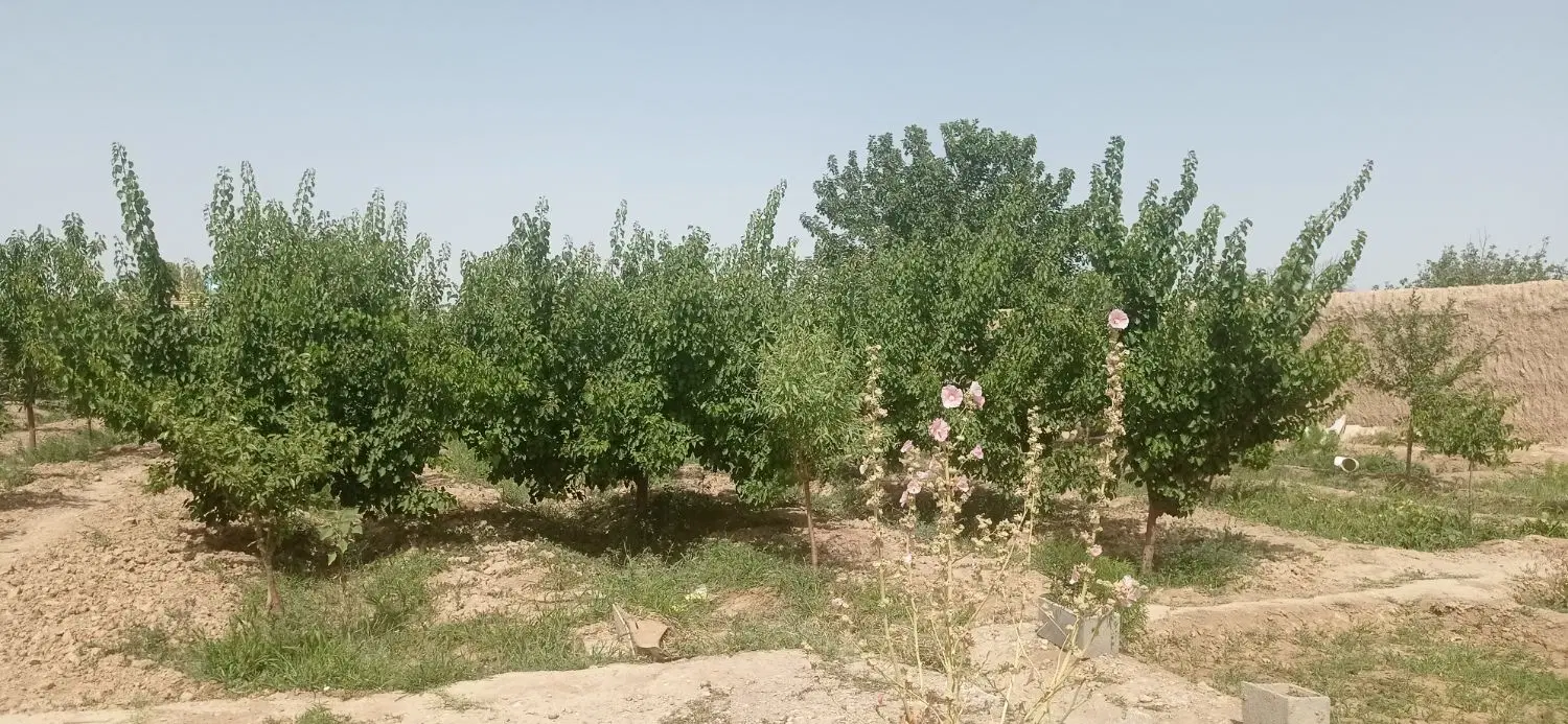 باغ فروشی
